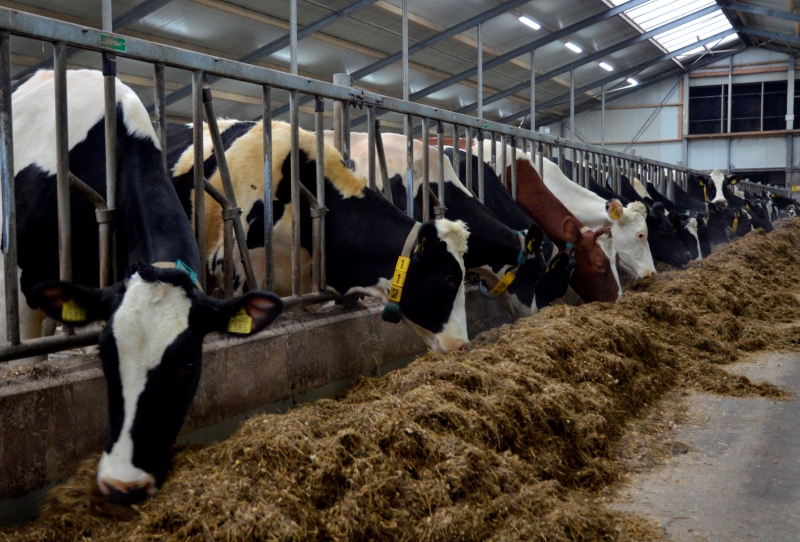 Dairy farmers keen to lower production costs - Profi