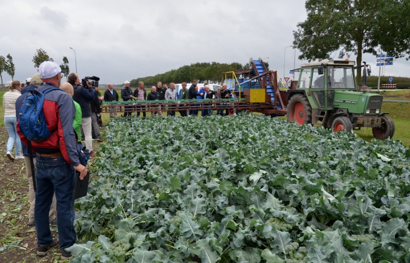 Poles-develop-semi-mechanical-broccoli-harvester-4782808_0