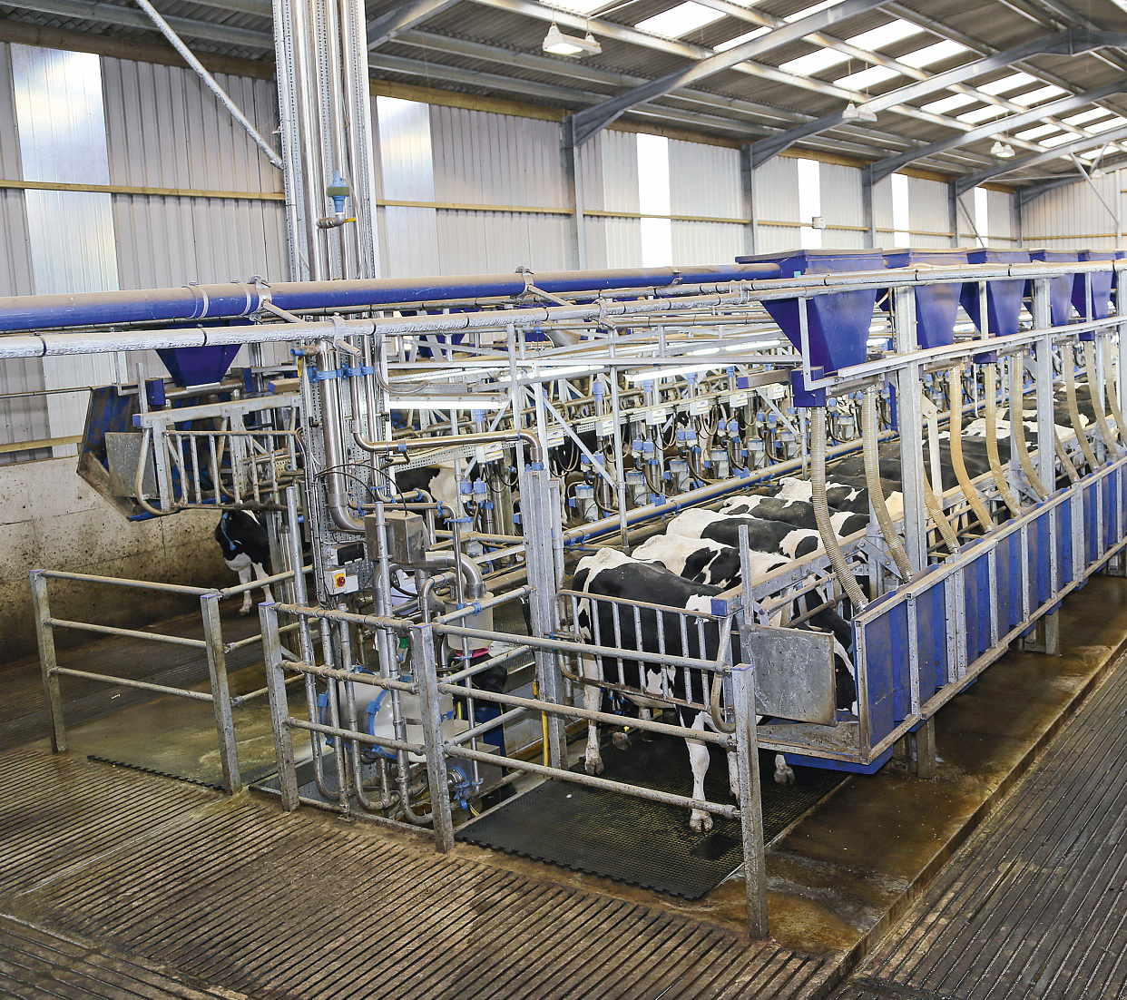 Rapid-exit milking parlour - Profi