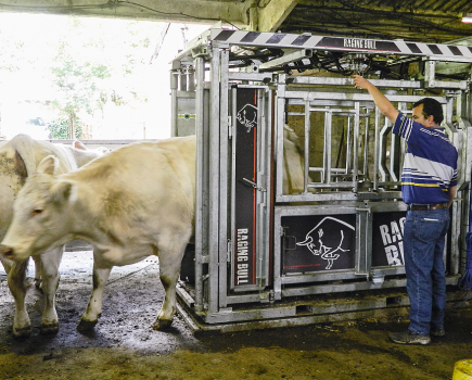 -Safe-handling-of-beef-cattle-LSTK-11-2015