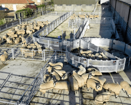 -Sheep-handling-made-easy-LSTK-02-2017