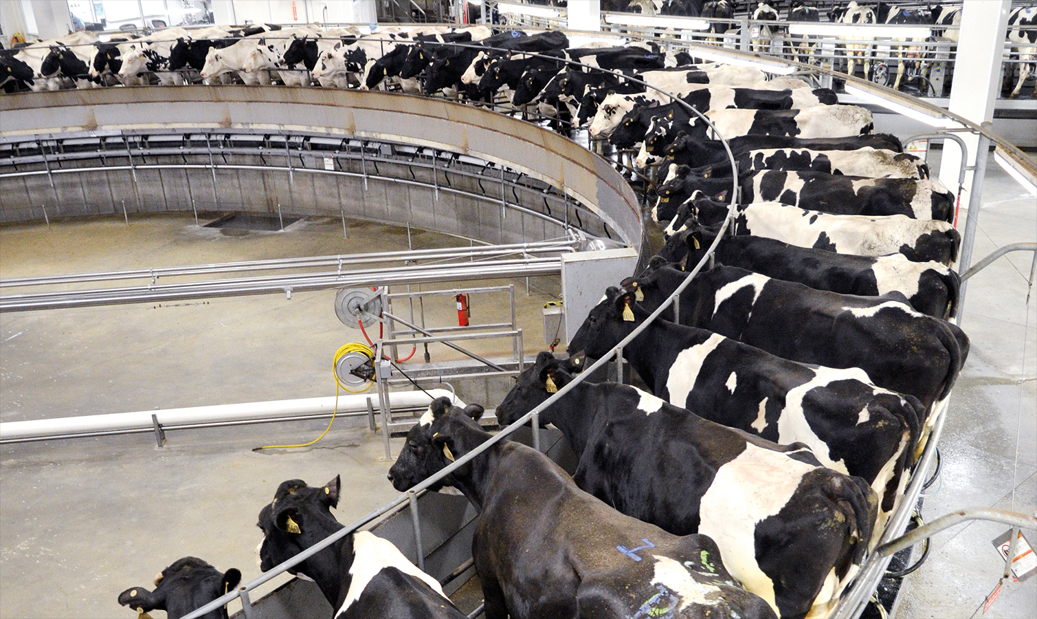 Rosendale Dairy, Wisconsin: Milking 1,000 cows an hour - Profi